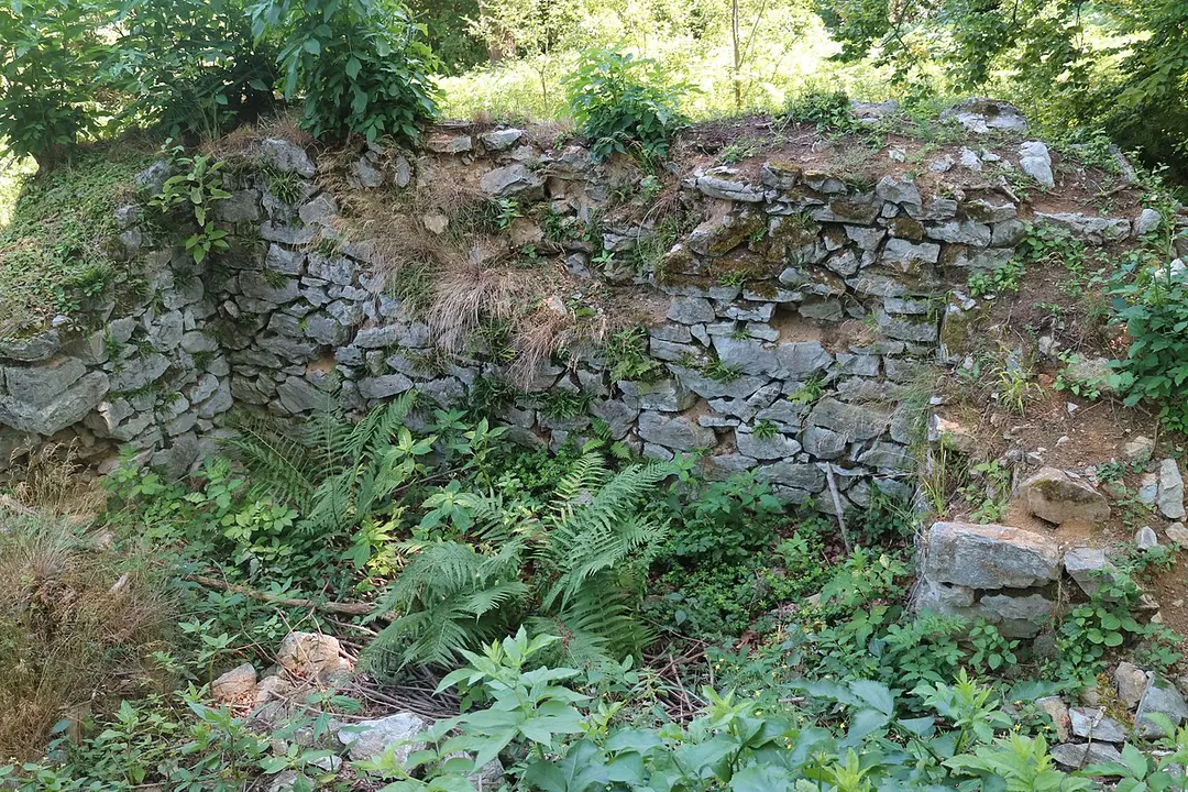 Goldhannwarte