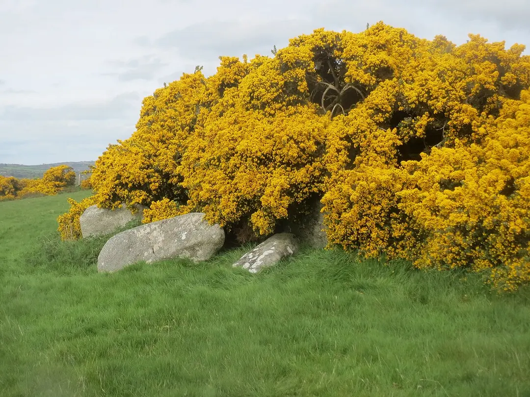 Castleruddery Motte