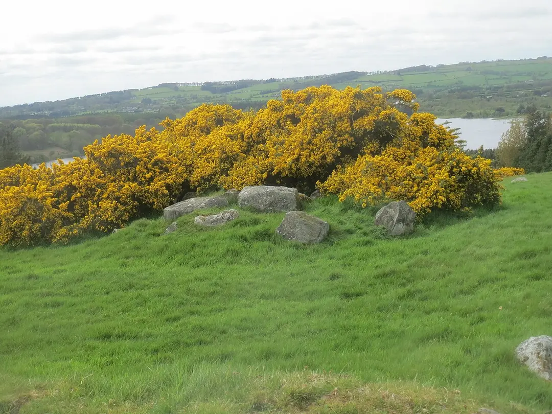 Castleruddery Motte