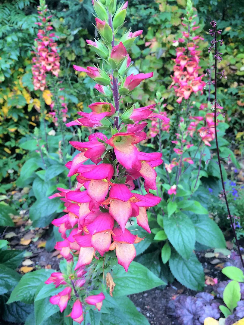 Alaska Botanical Garden