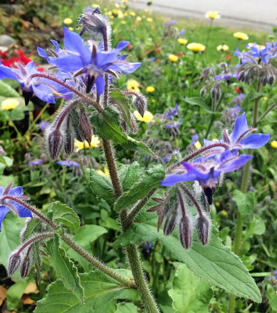 Alaska Botanical Garden