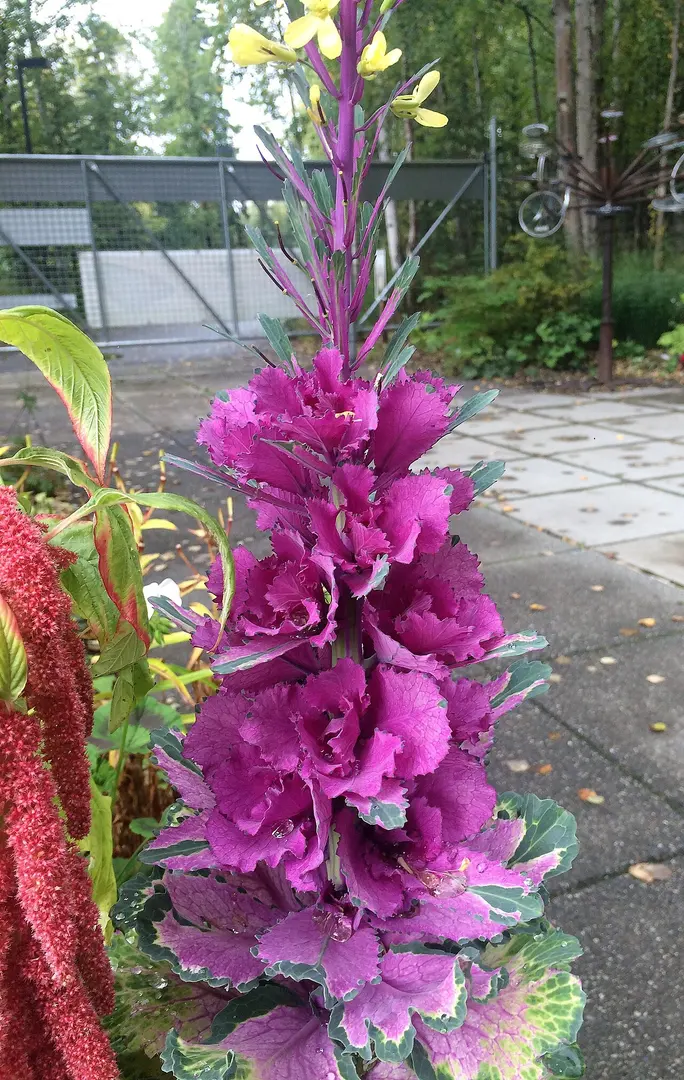 Alaska Botanical Garden