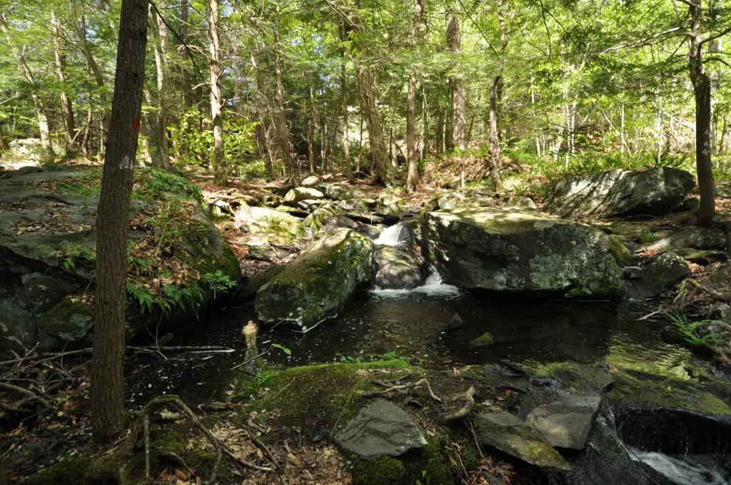 Bear Swamp