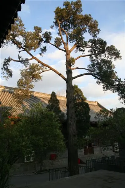 柏林寺