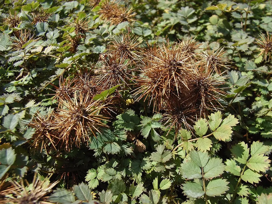 Botanischer Garten