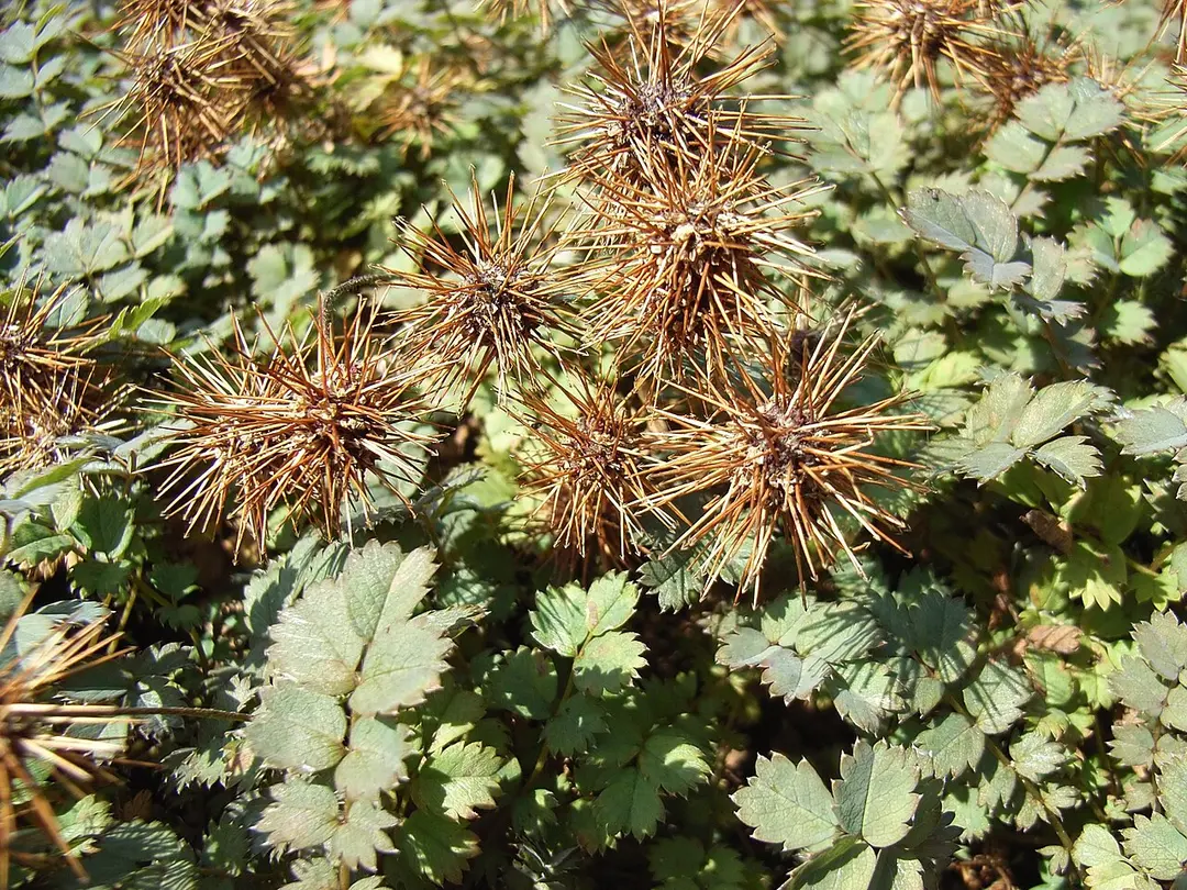 Botanischer Garten