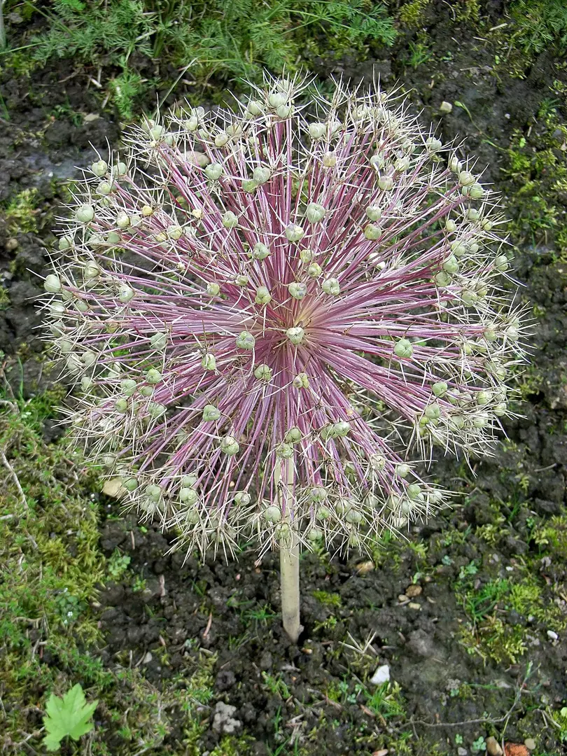 Botanischer Garten