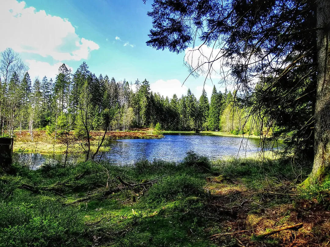 Buhlbachsee