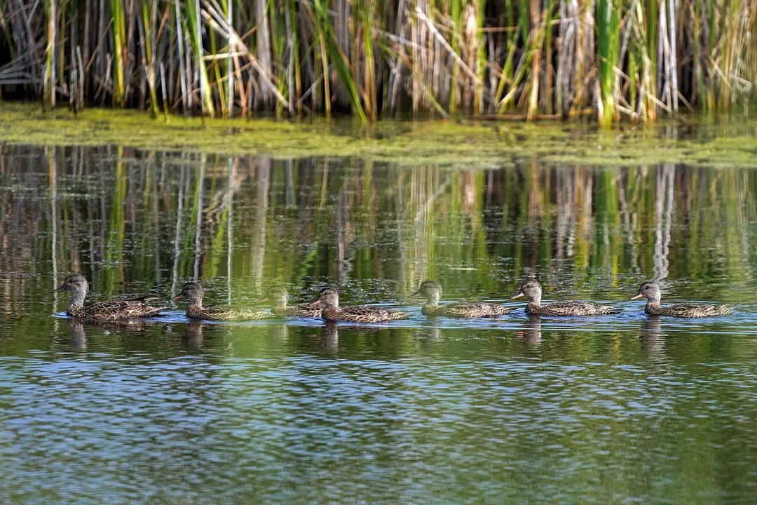Agassiz National Wildlife Refuge