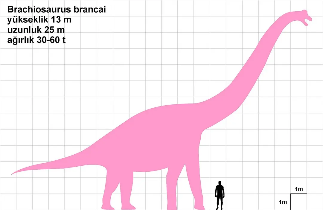 Brachiosaurus Replica