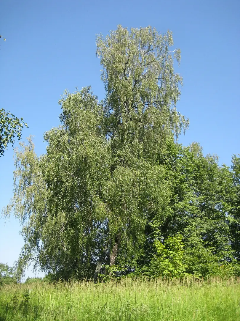 Dūkštelių piliakalnis I