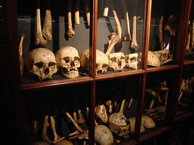 Museum Vrolik