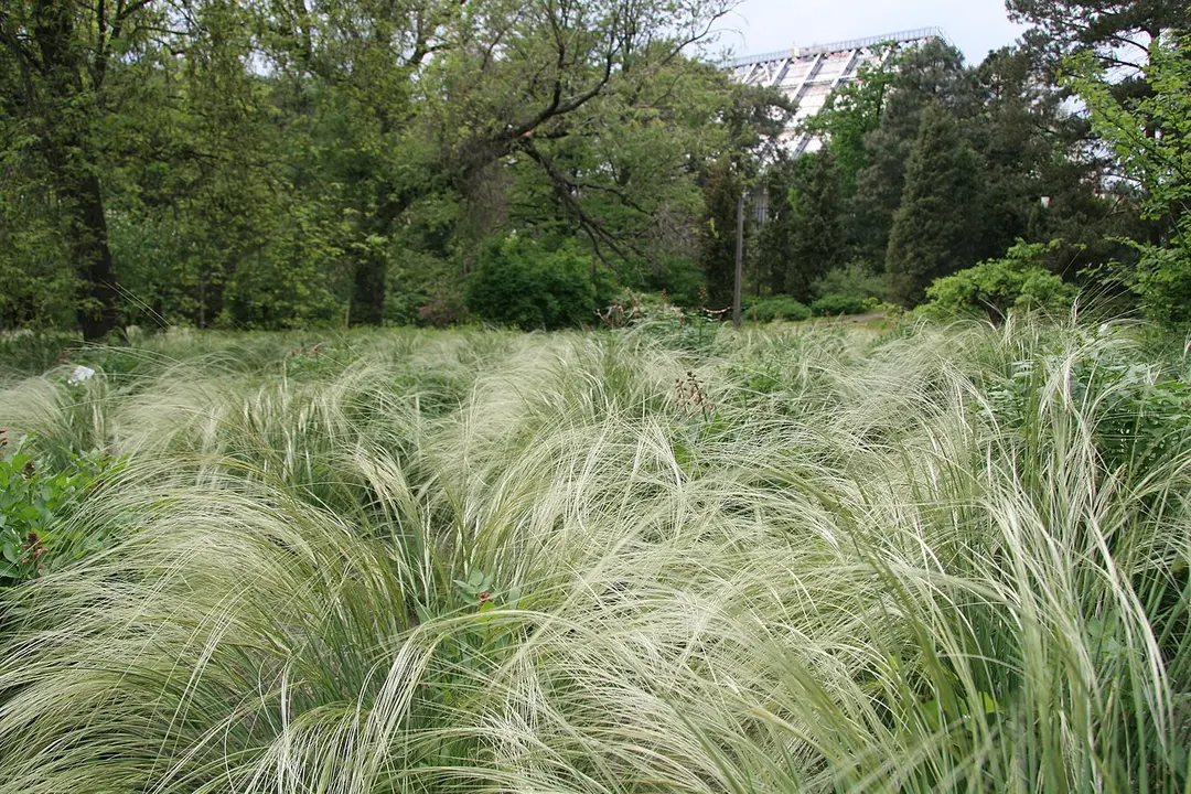 A.V. Fomin Botanical Garden