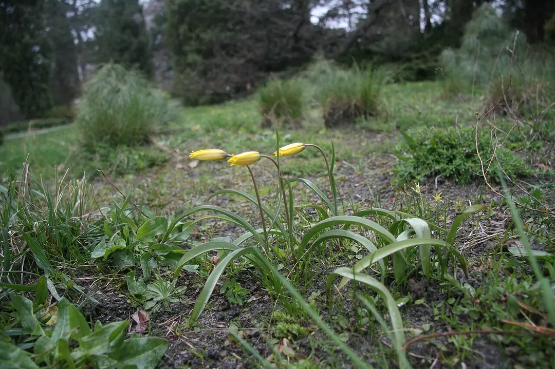 A.V. Fomin Botanical Garden