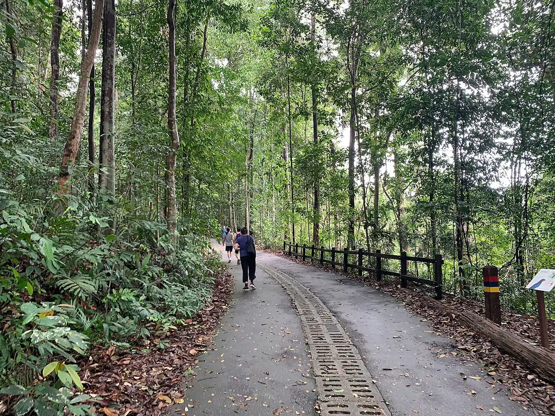Bukit-Timah-Reservat