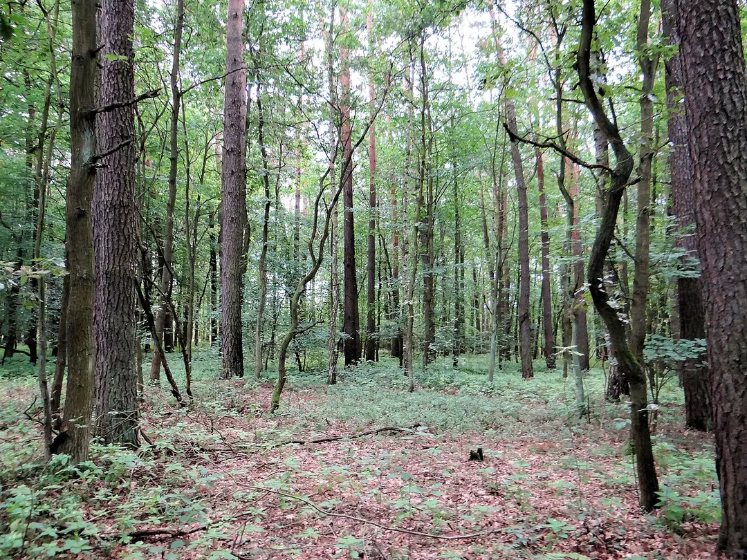 Bolimowski Park Krajobrazowy