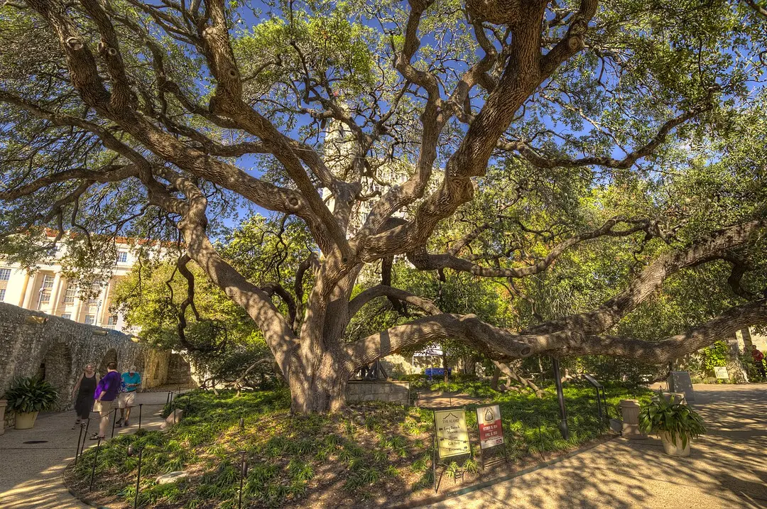 Alamo