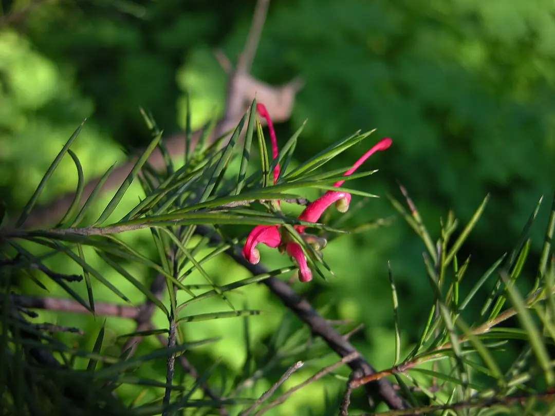 Hanbury Garden