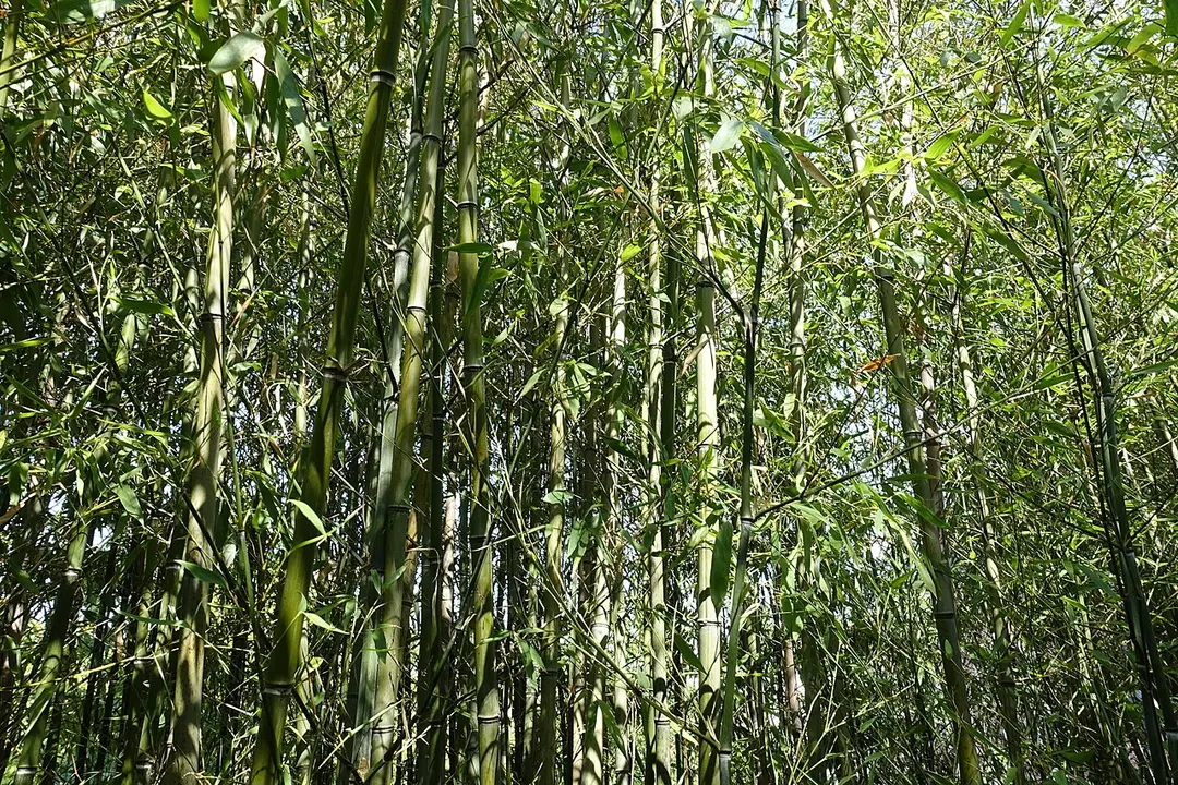 Coulée verte René-Dumont