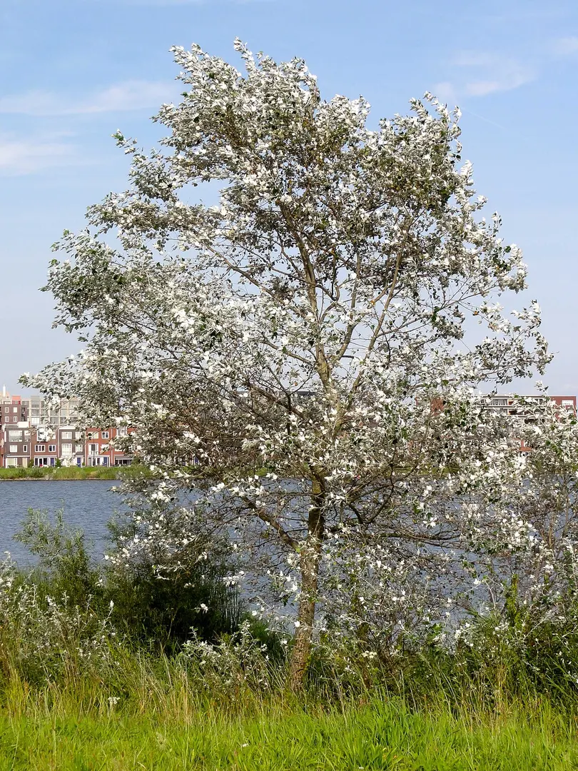 Diemerpark