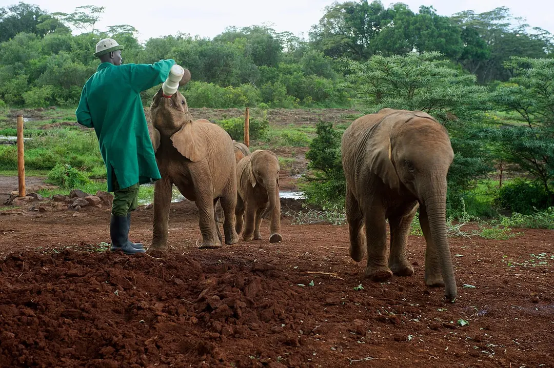 David Sheldrick Wildlife Trust