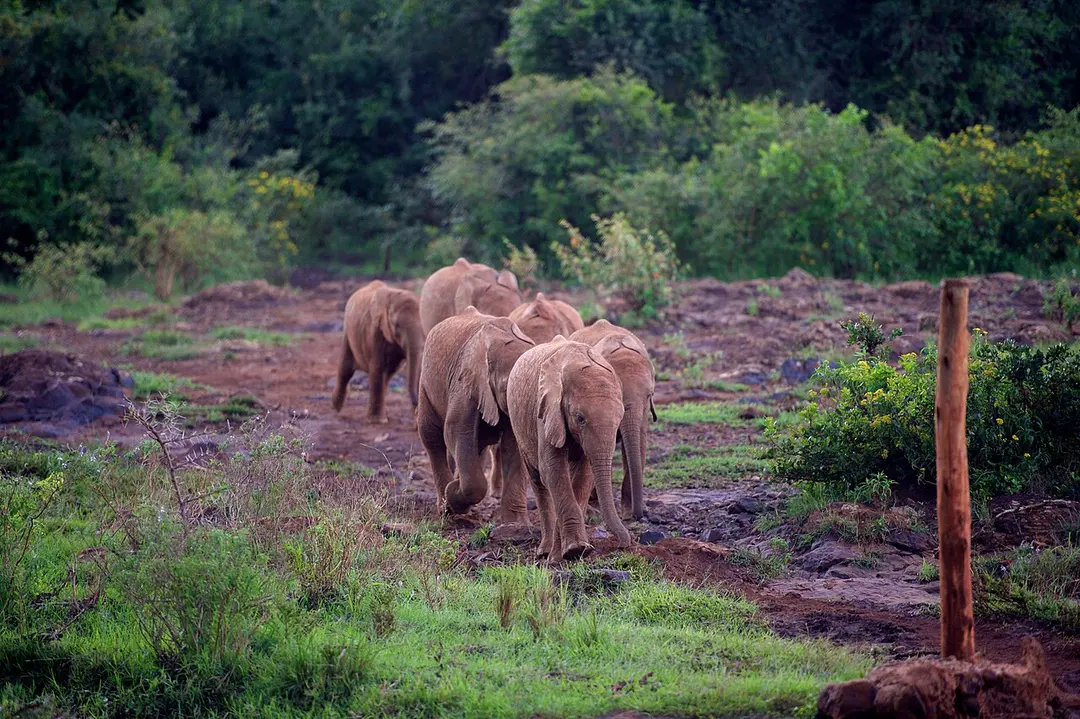 David Sheldrick Wildlife Trust