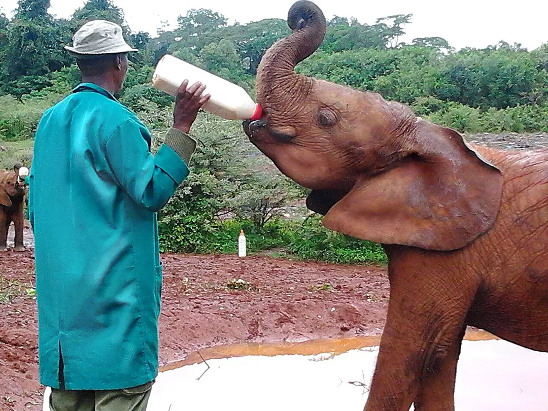 David Sheldrick Wildlife Trust