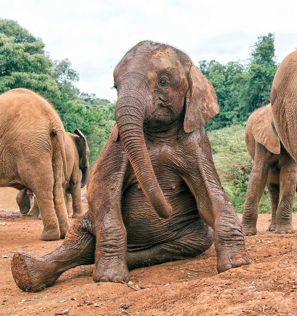 David Sheldrick Wildlife Trust