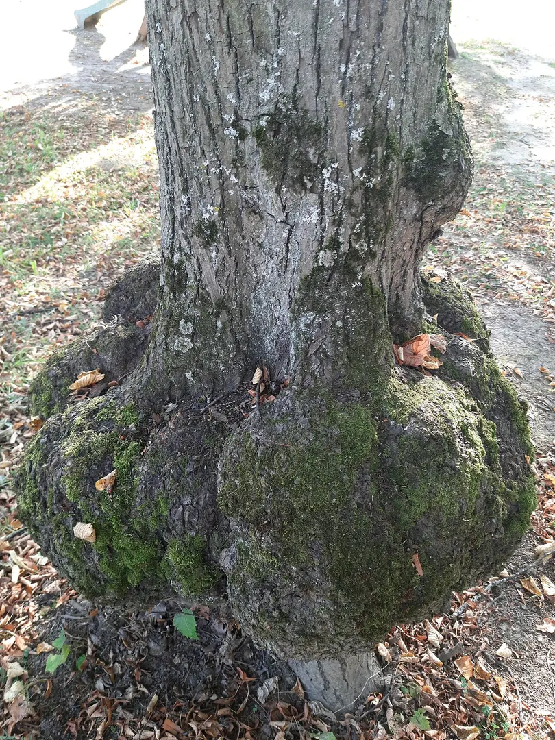 Kommunarka (Hinrichtungsstätte)