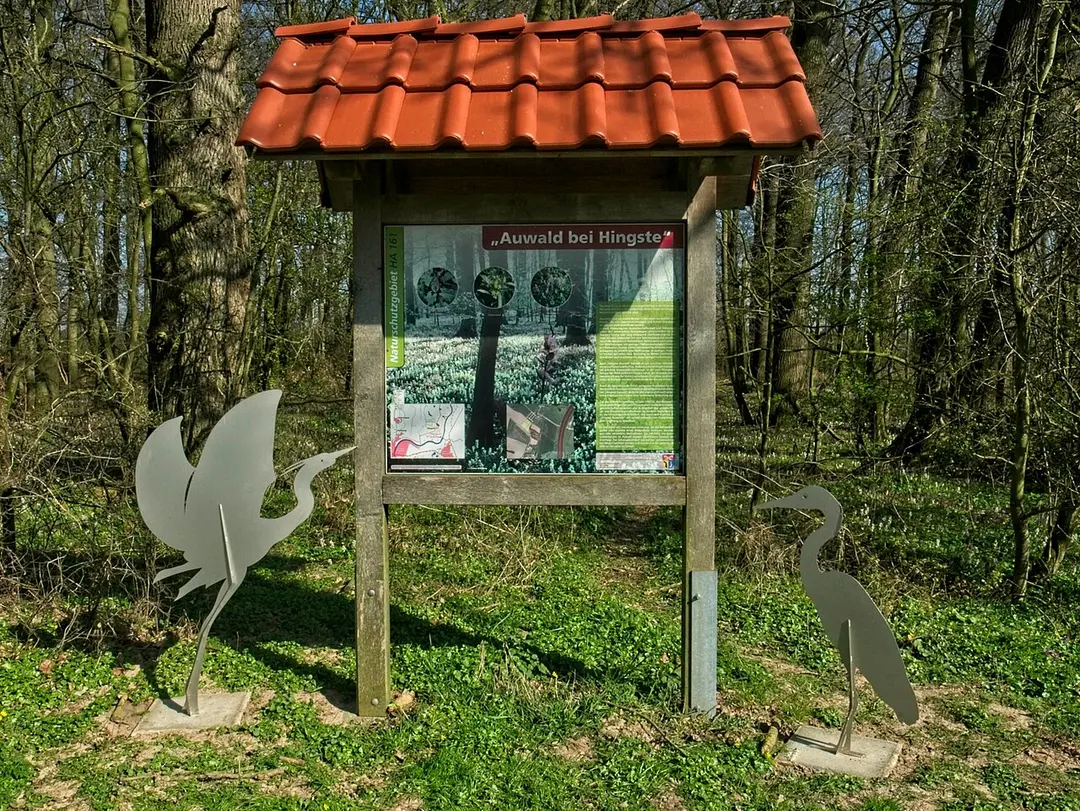 Auwald bei Hingste