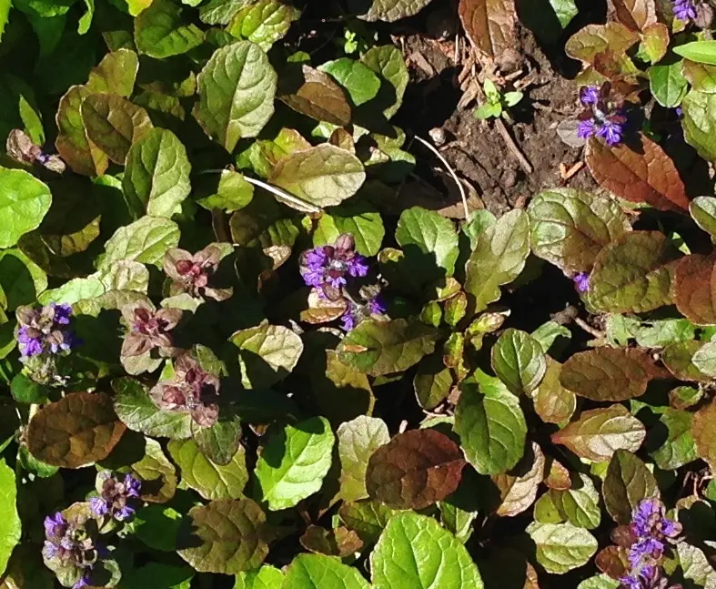 Fletcher Wildlife Gardens