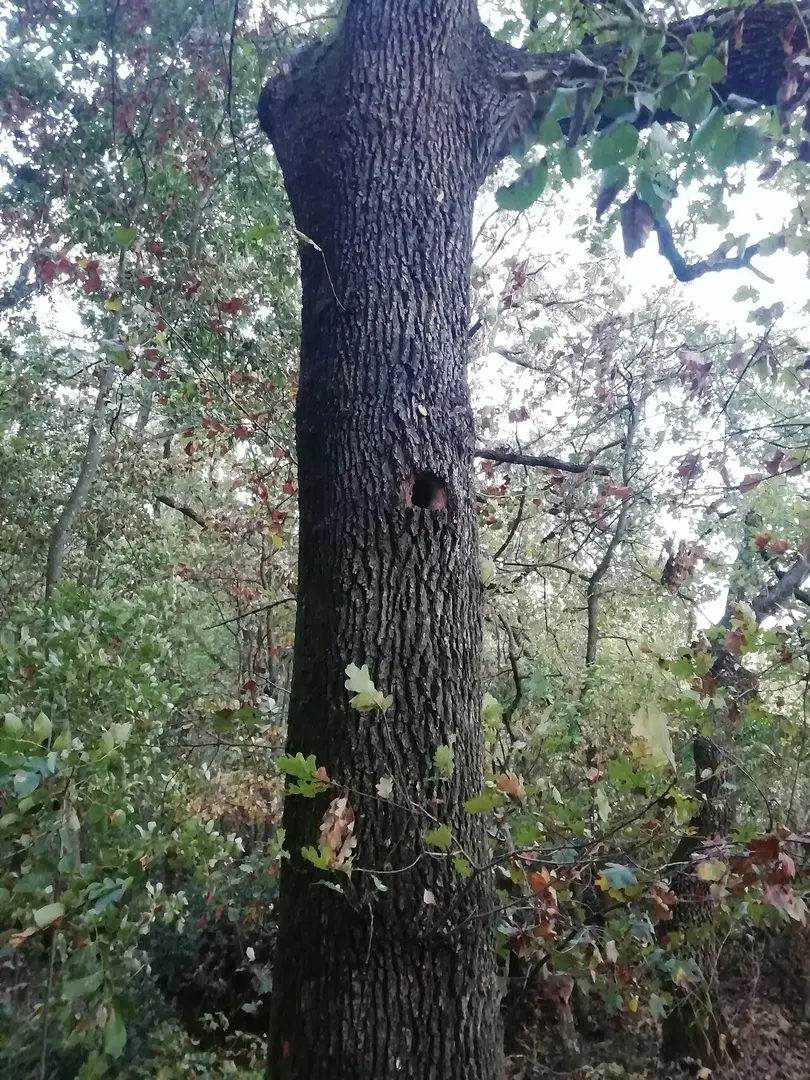 Bosco della Frattona