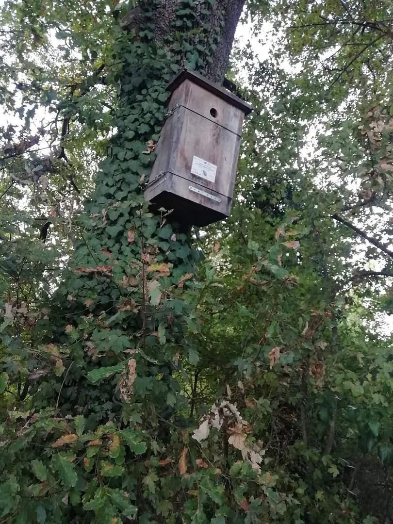 Bosco della Frattona