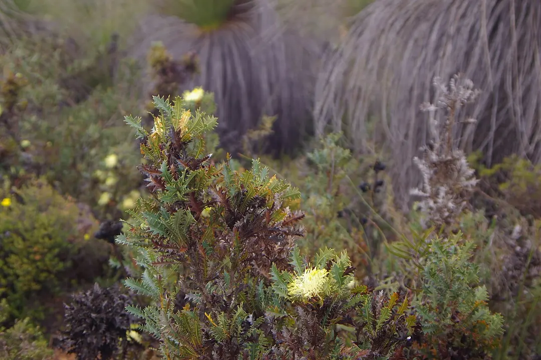 Beelu National Park