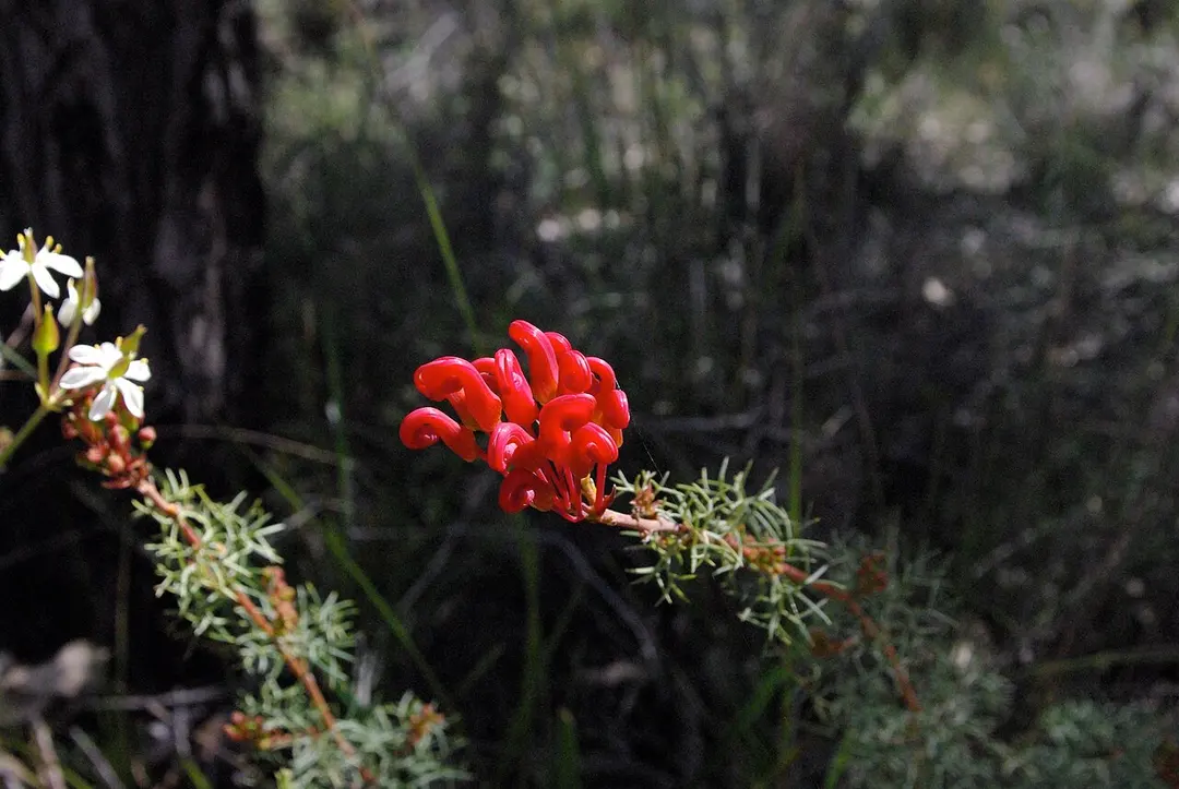 Beelu National Park