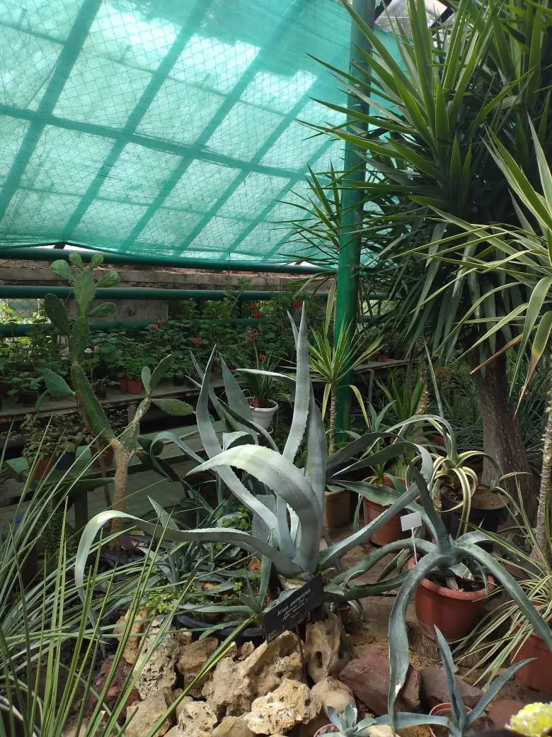 Botanischer Garten der Südlichen Föderalen Universität