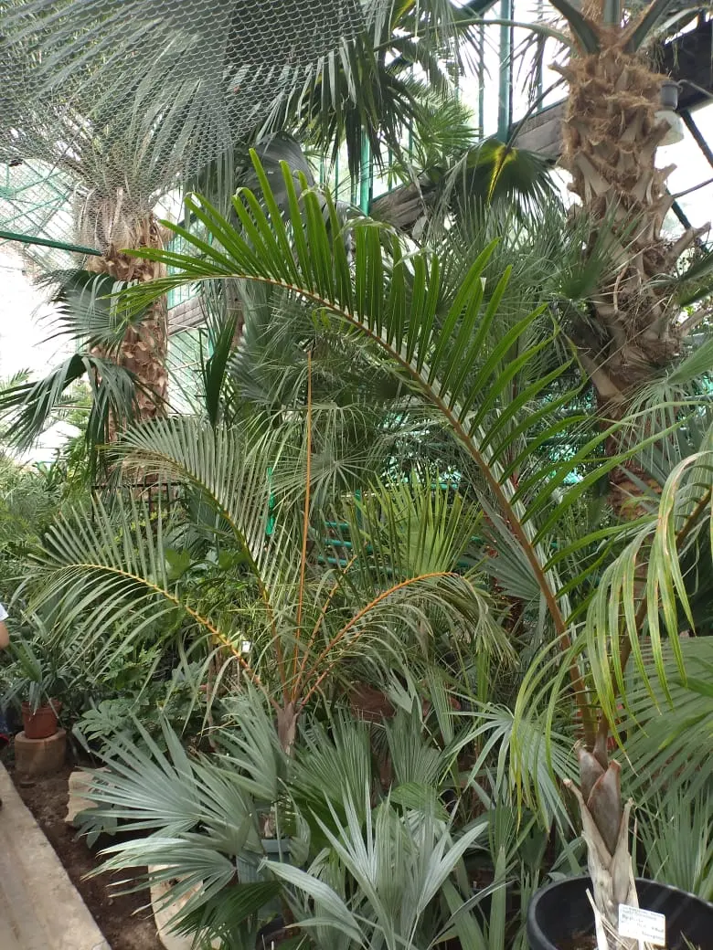 Botanischer Garten der Südlichen Föderalen Universität