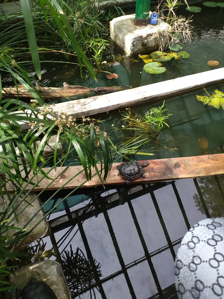 Botanischer Garten der Südlichen Föderalen Universität