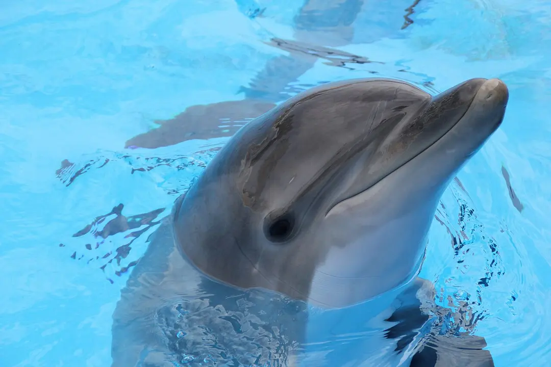 Marineland