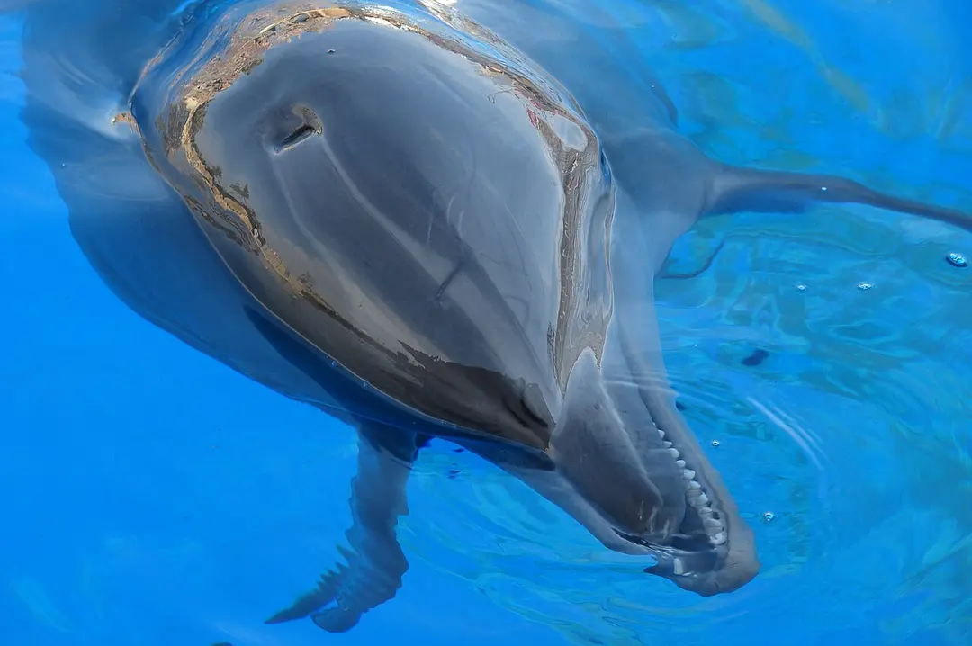 Marineland