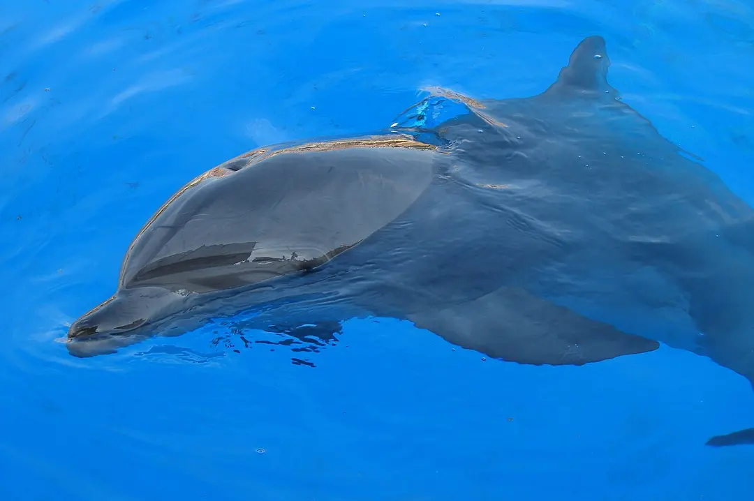 Marineland