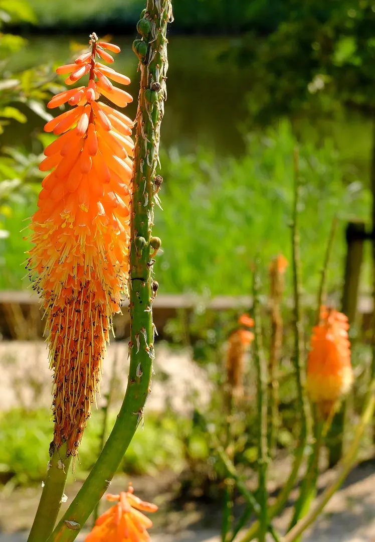 Avifauna
