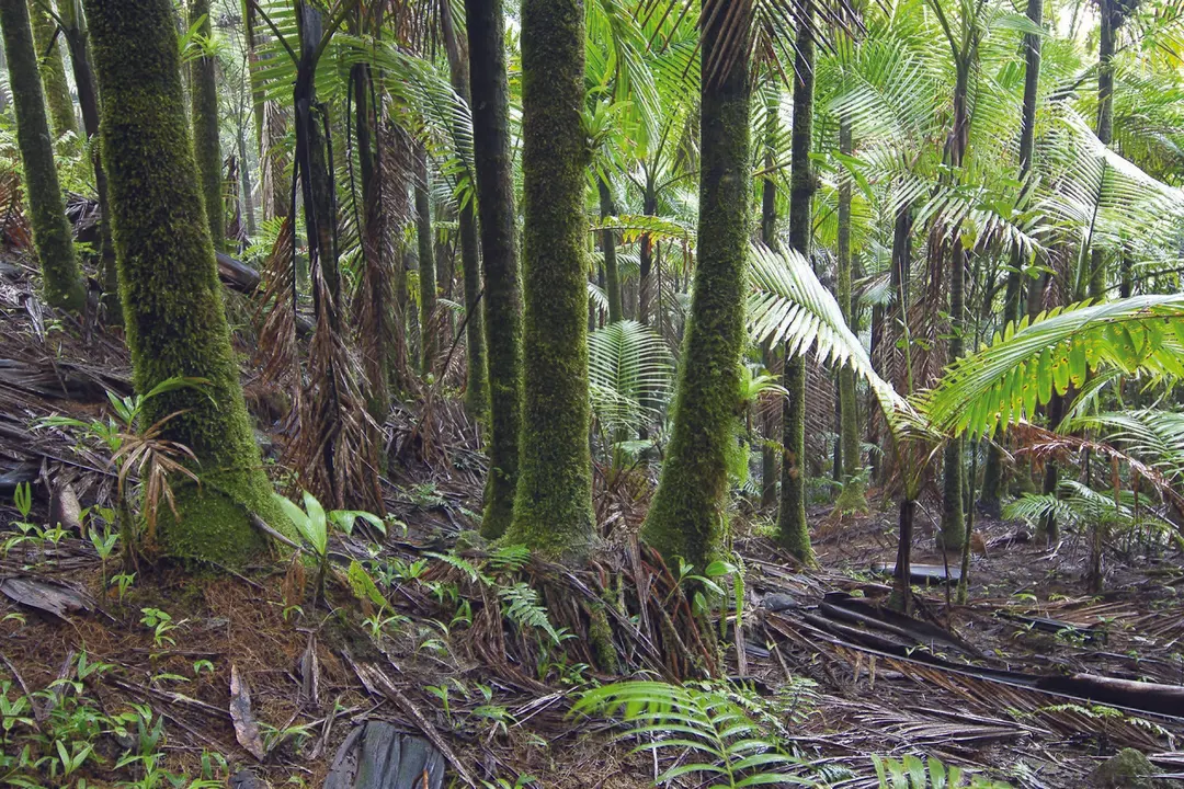 Bosque Nacional El Yunque