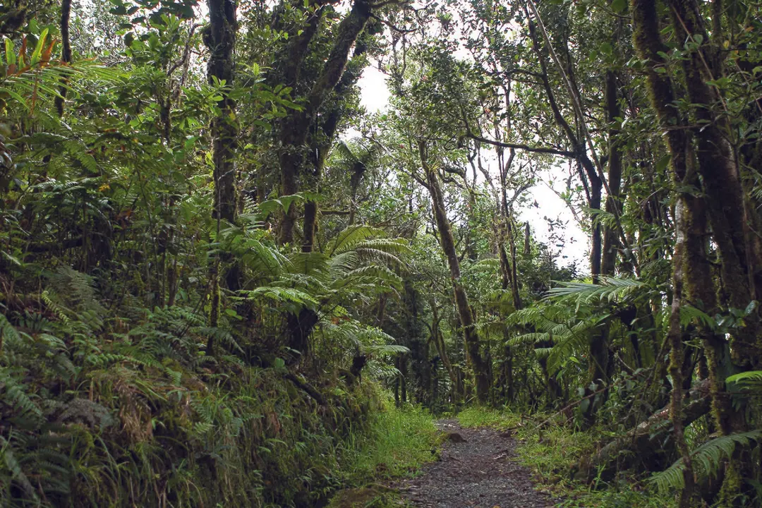 Bosque Nacional El Yunque