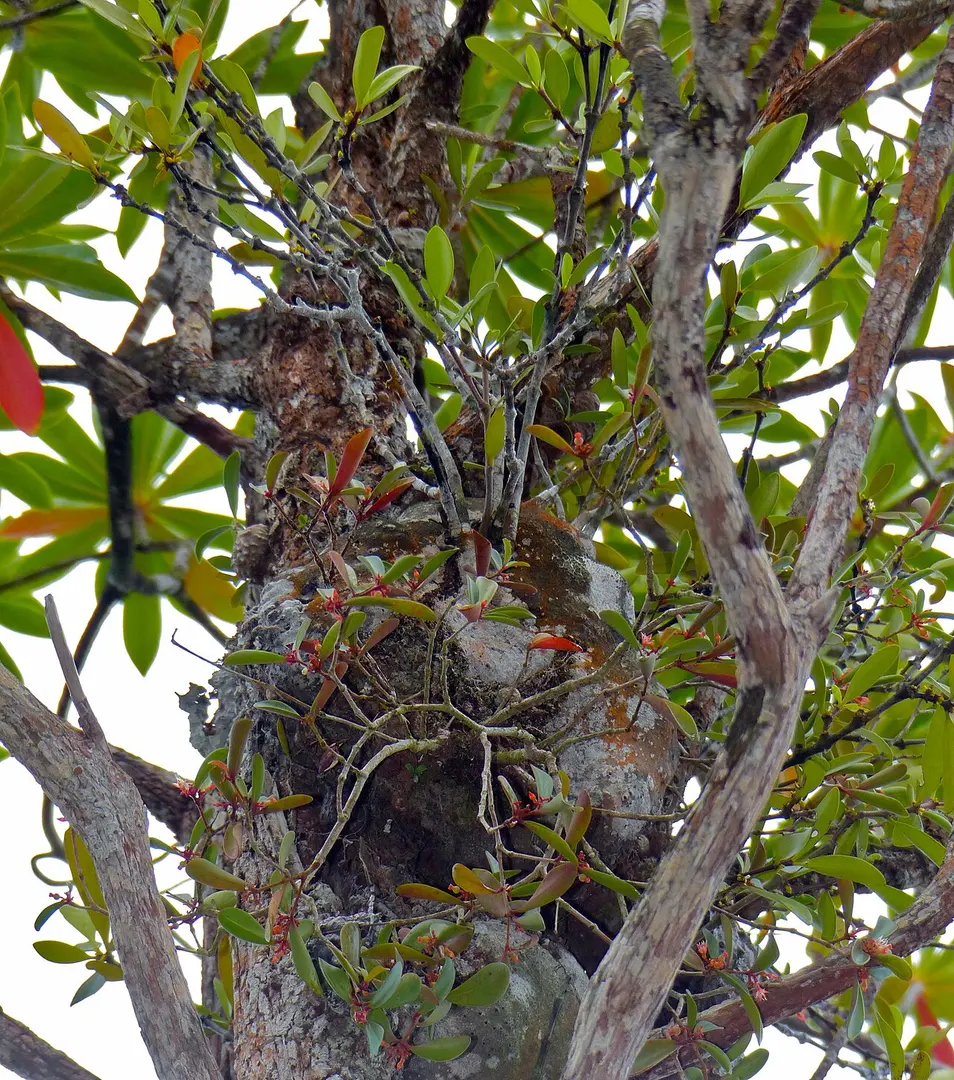Bako National Park