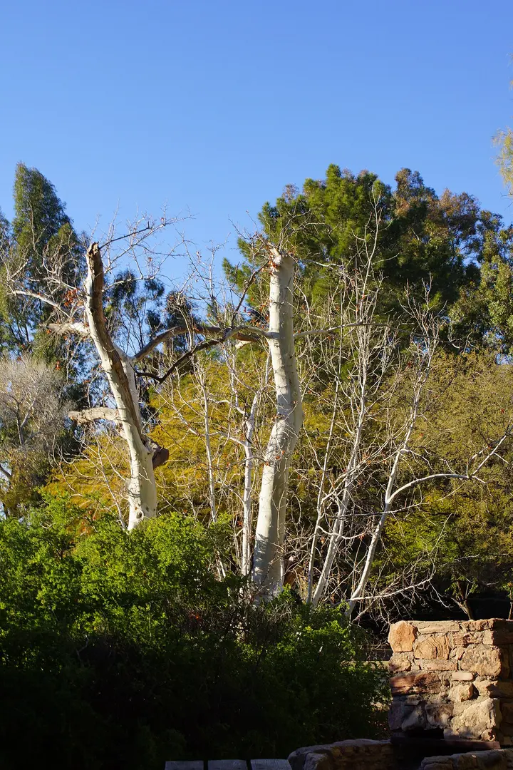Boyce Thompson Arboretum
