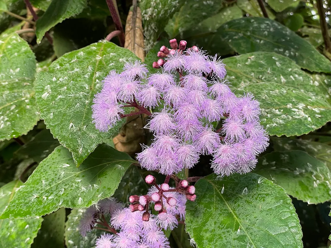 Botanischer Garten der Universität Zürich