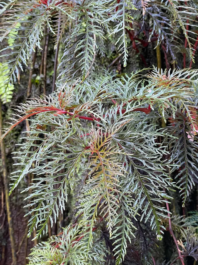 Botanischer Garten der Universität Zürich