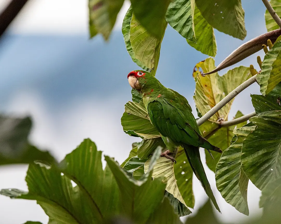 Área Natural de Manejo Integrado Cotapata