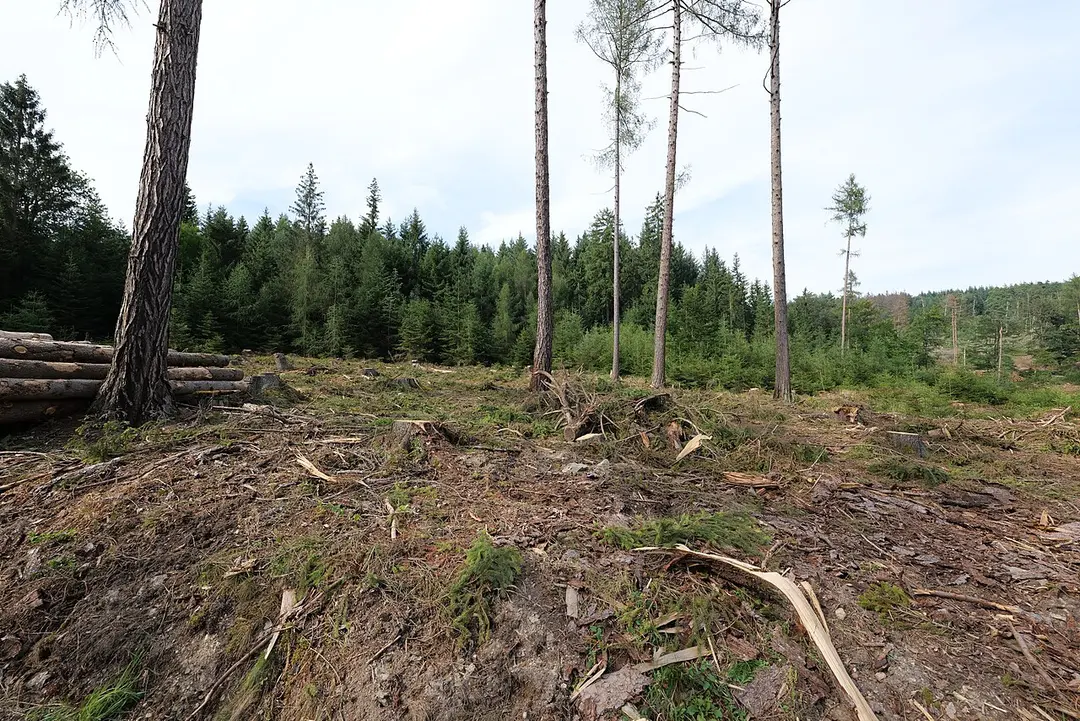 Bleibeskopf